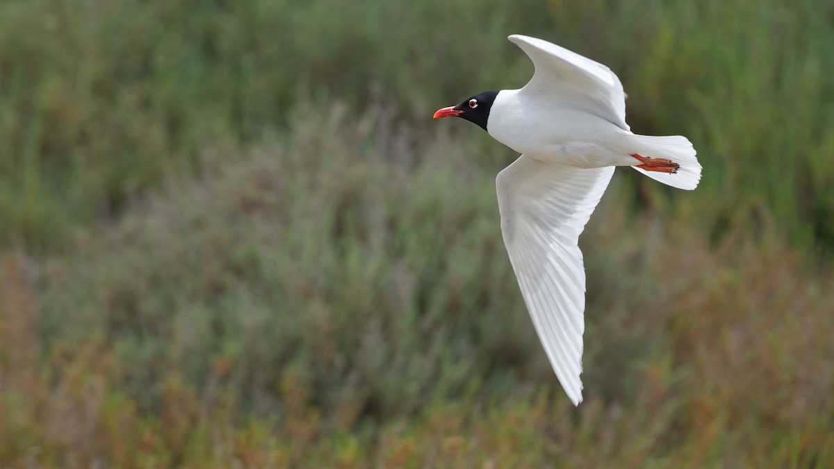 racek černohlavý - ML644771699