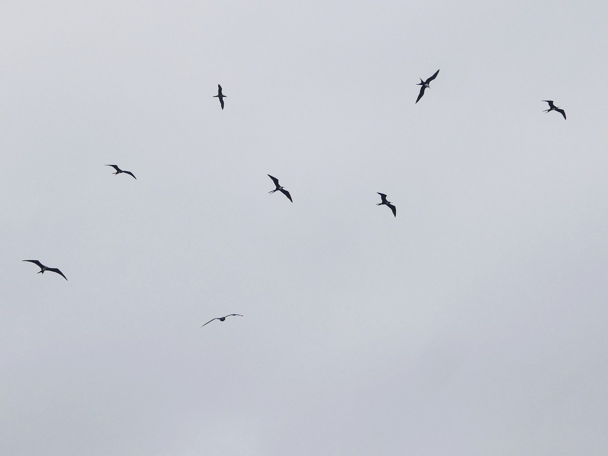 Magnificent Frigatebird - ML644771713