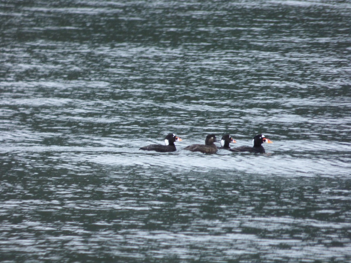 brilleand - ML644771724