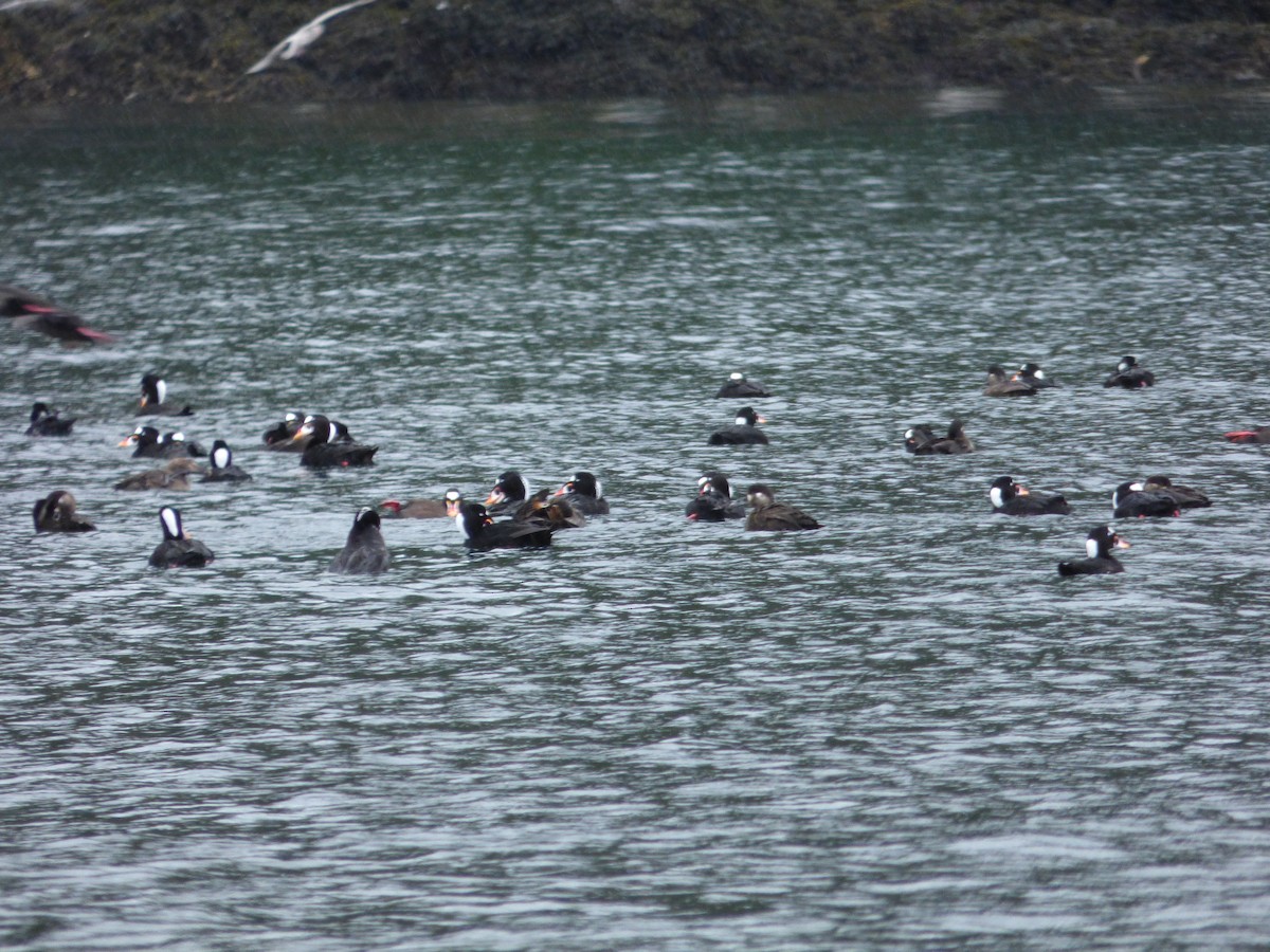 brilleand - ML644771725