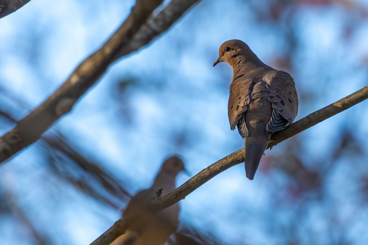 Zenaida Huilota - ML644771727