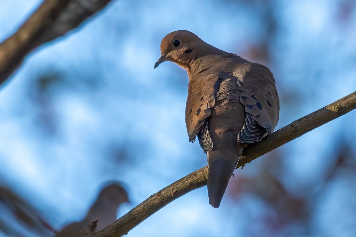 Zenaida Huilota - ML644771728