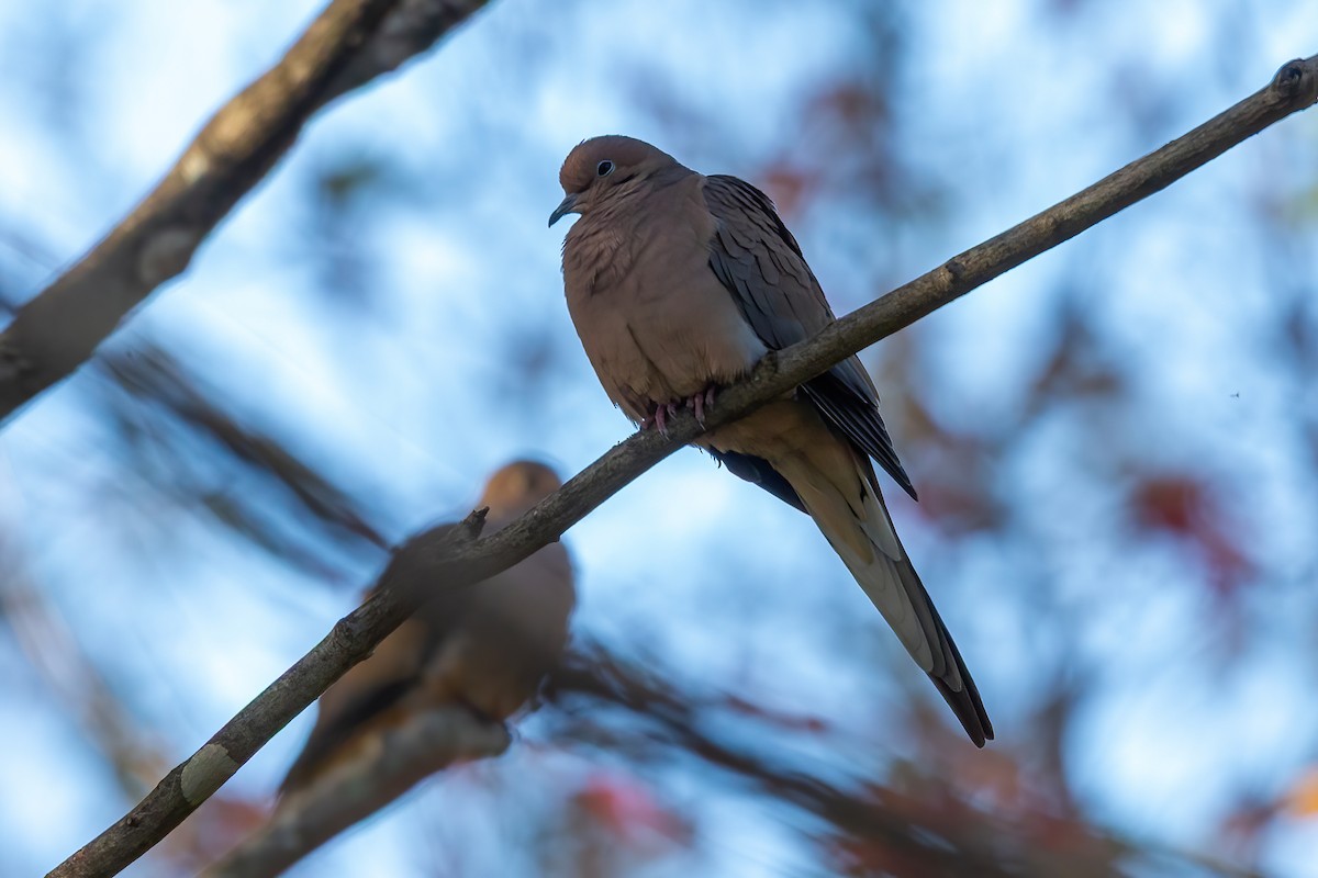 Zenaida Huilota - ML644771729