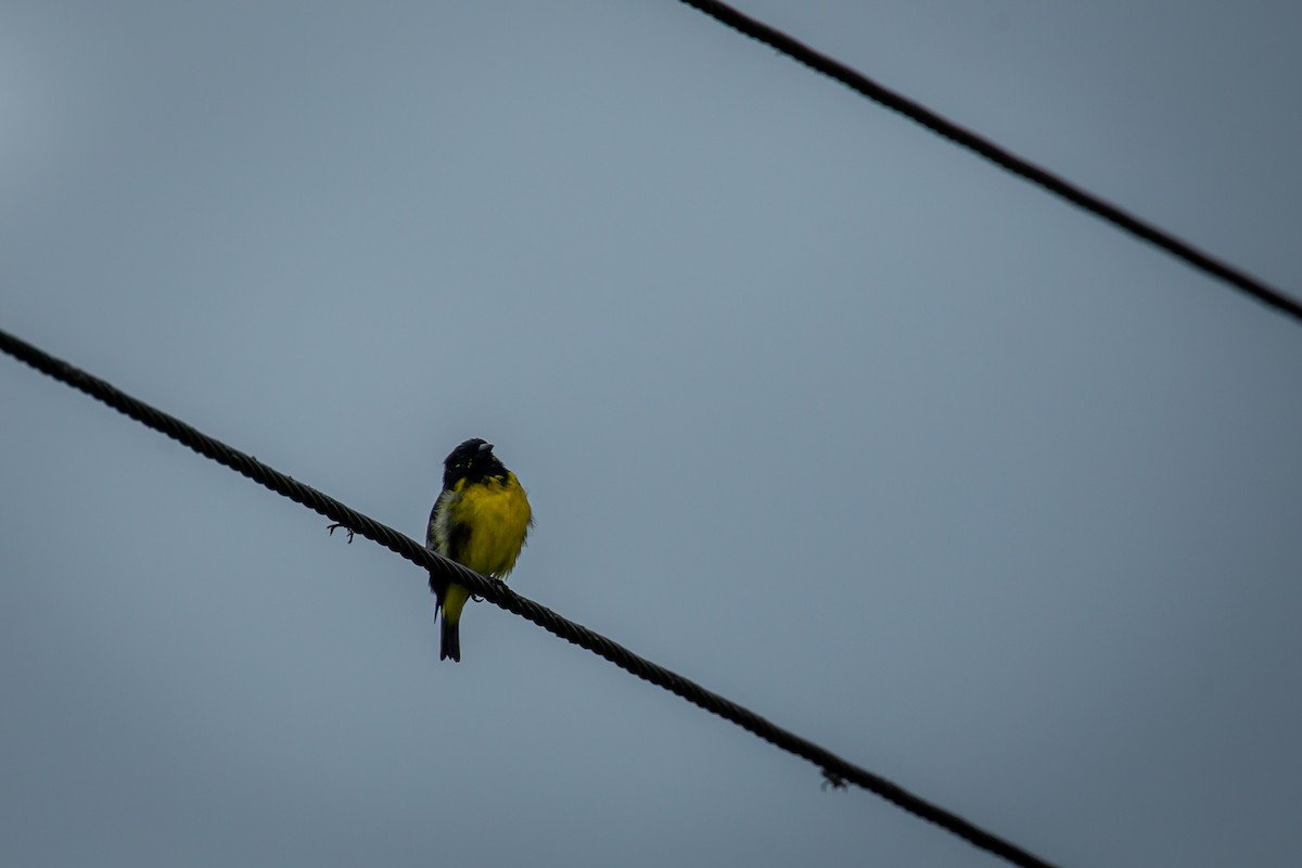 Yellow-bellied Siskin - ML644771731