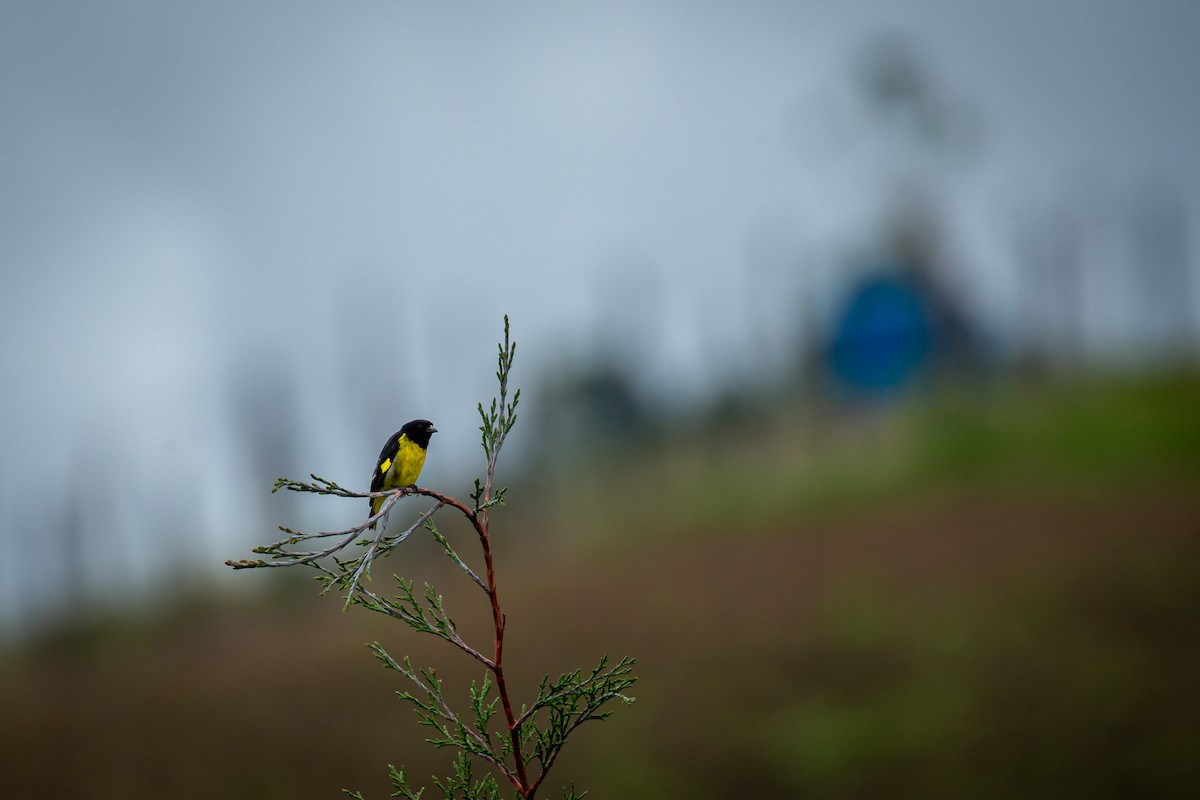 Yellow-bellied Siskin - ML644771732