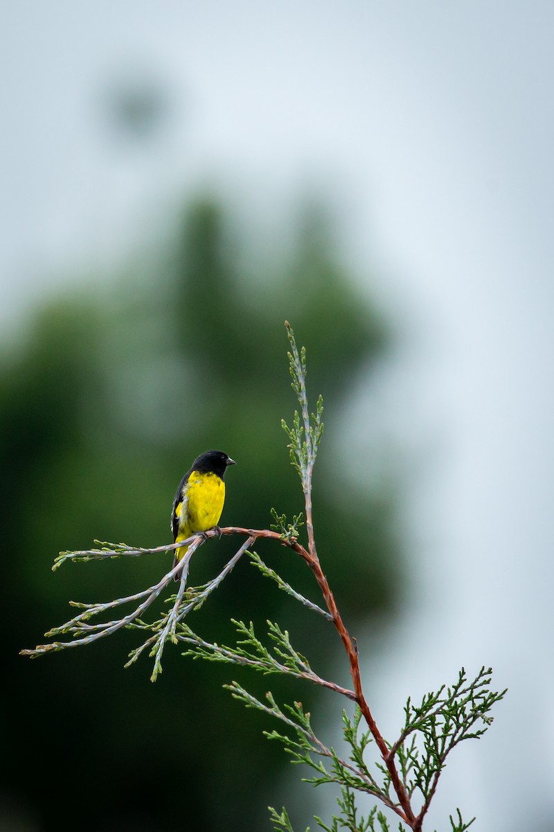 Yellow-bellied Siskin - ML644771733