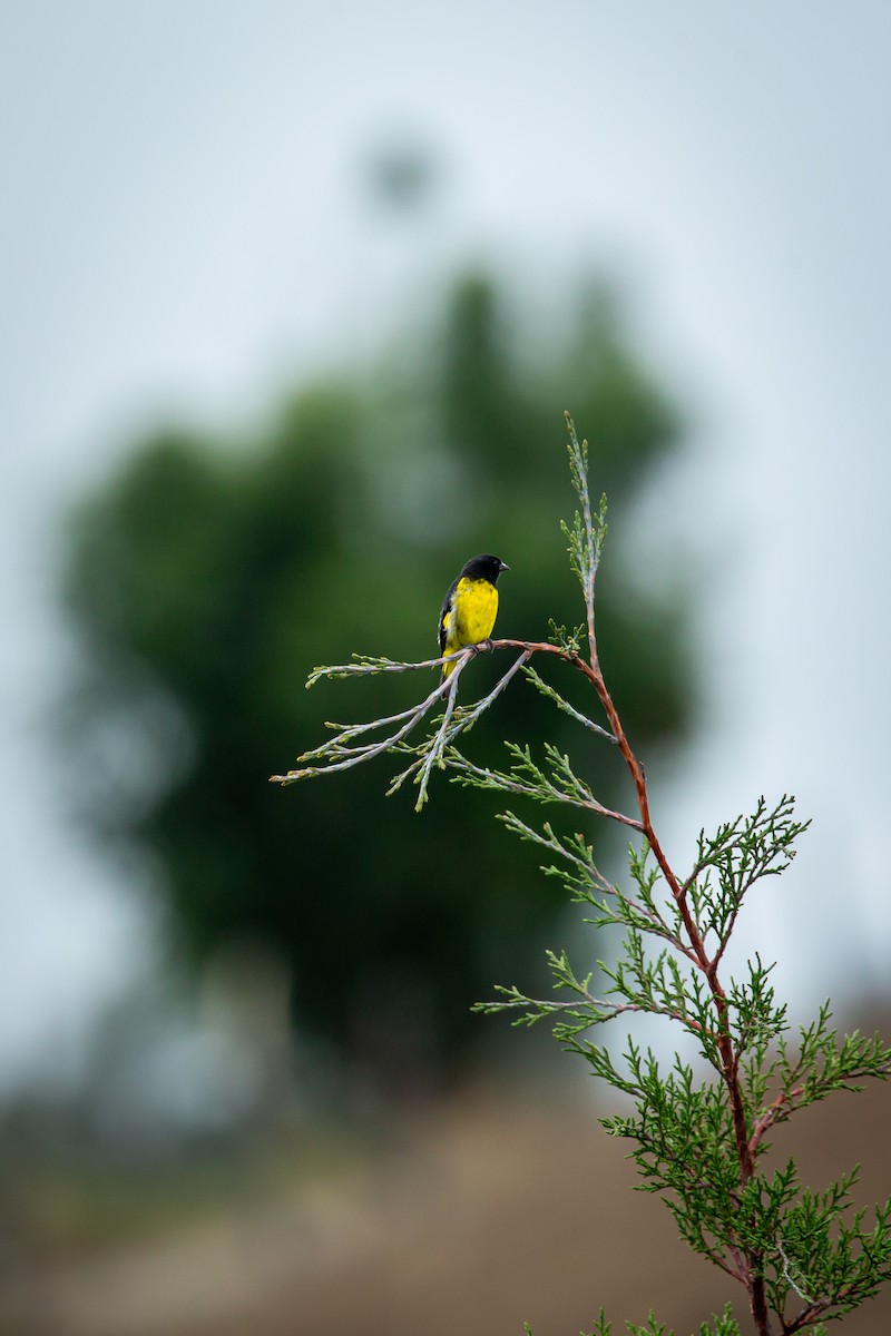 Yellow-bellied Siskin - ML644771734