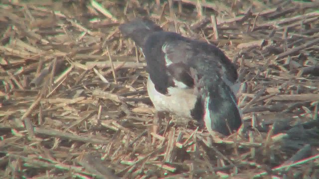 Indian Pied Starling - ML644771738