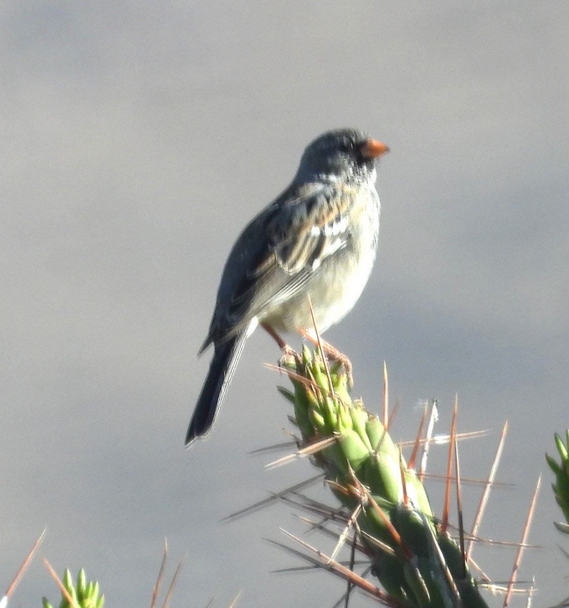 Mourning Sierra Finch - ML644771739