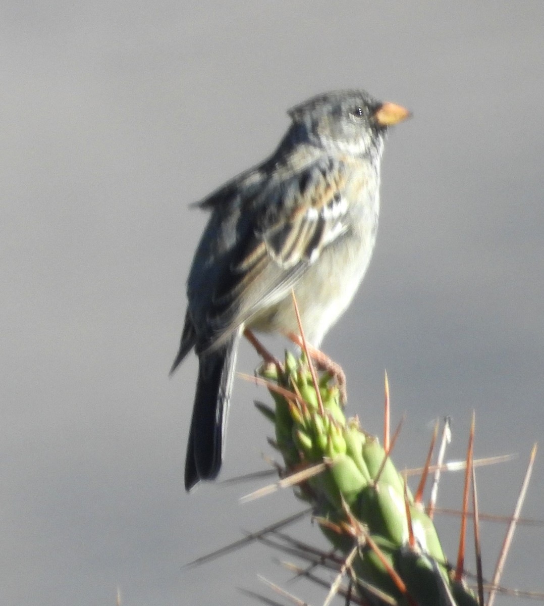 Mourning Sierra Finch - ML644771740