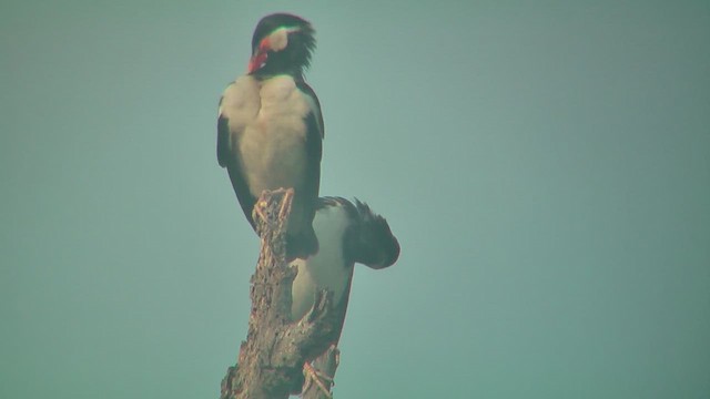 Indian Pied Starling - ML644771741