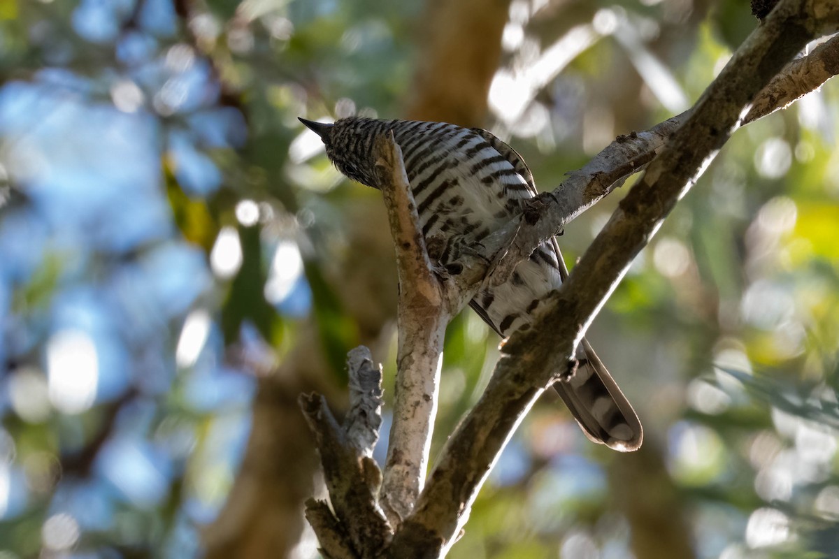 Shining Bronze-Cuckoo - ML644771751