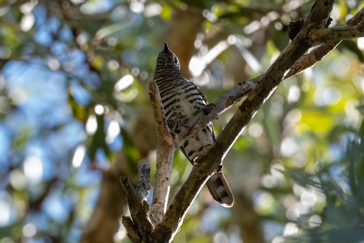Shining Bronze-Cuckoo - ML644771752