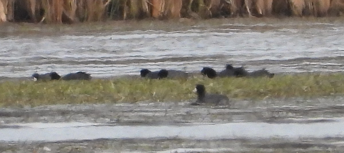 Лиска американська - ML644771762