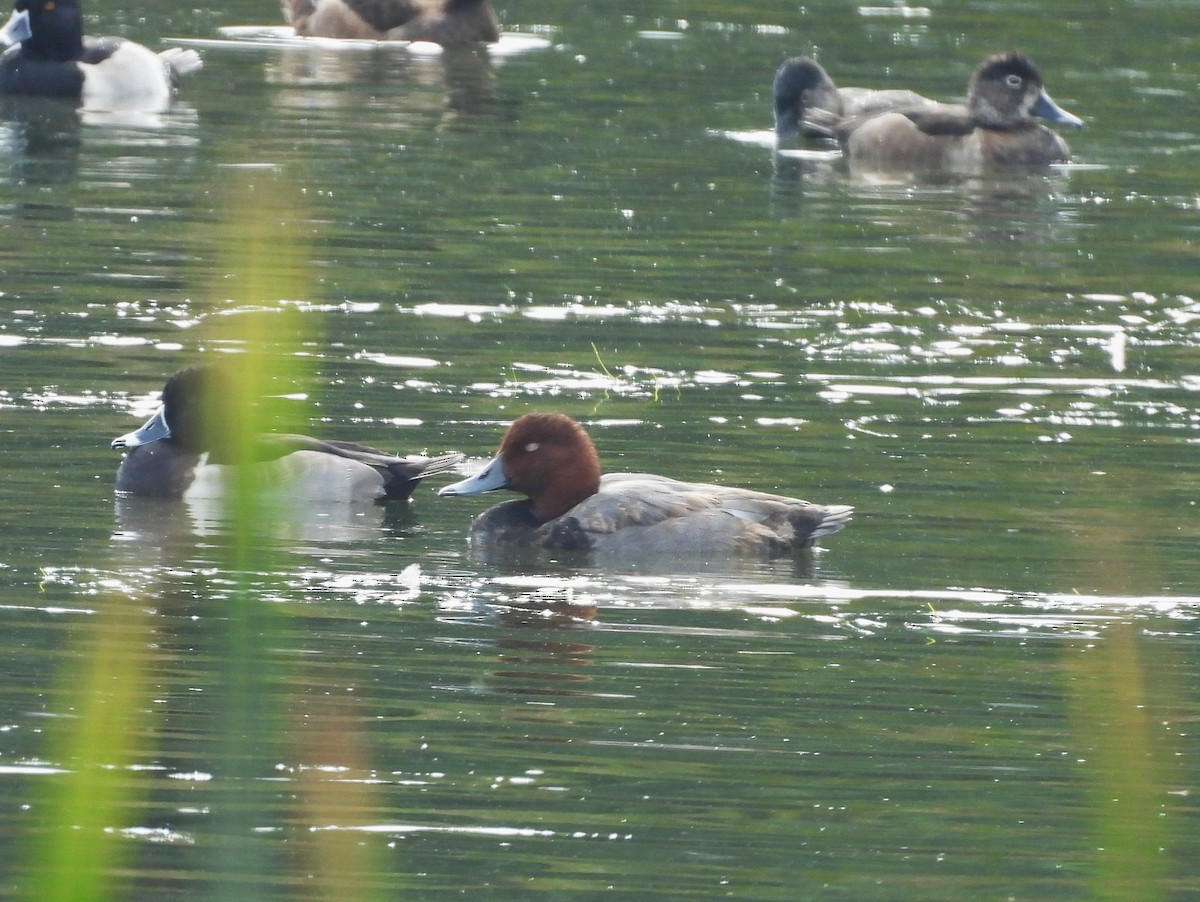 Redhead - ML644771764