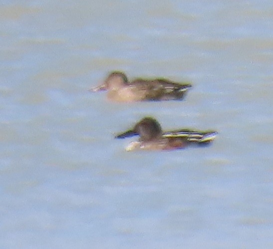 Canard souchet - ML644771781