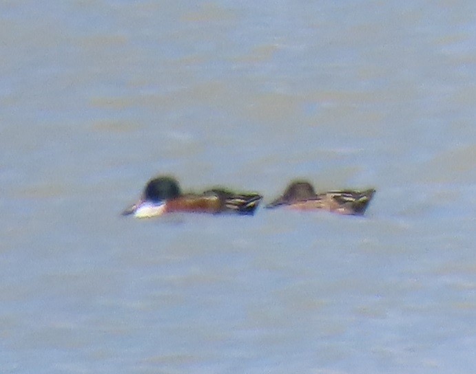 Canard souchet - ML644771782