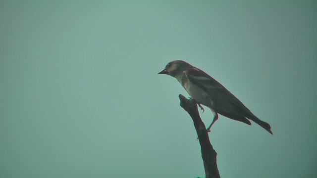 Yellow-throated Sparrow - ML644771784