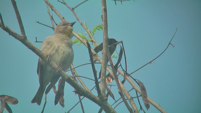 Yellow-throated Sparrow - ML644771785