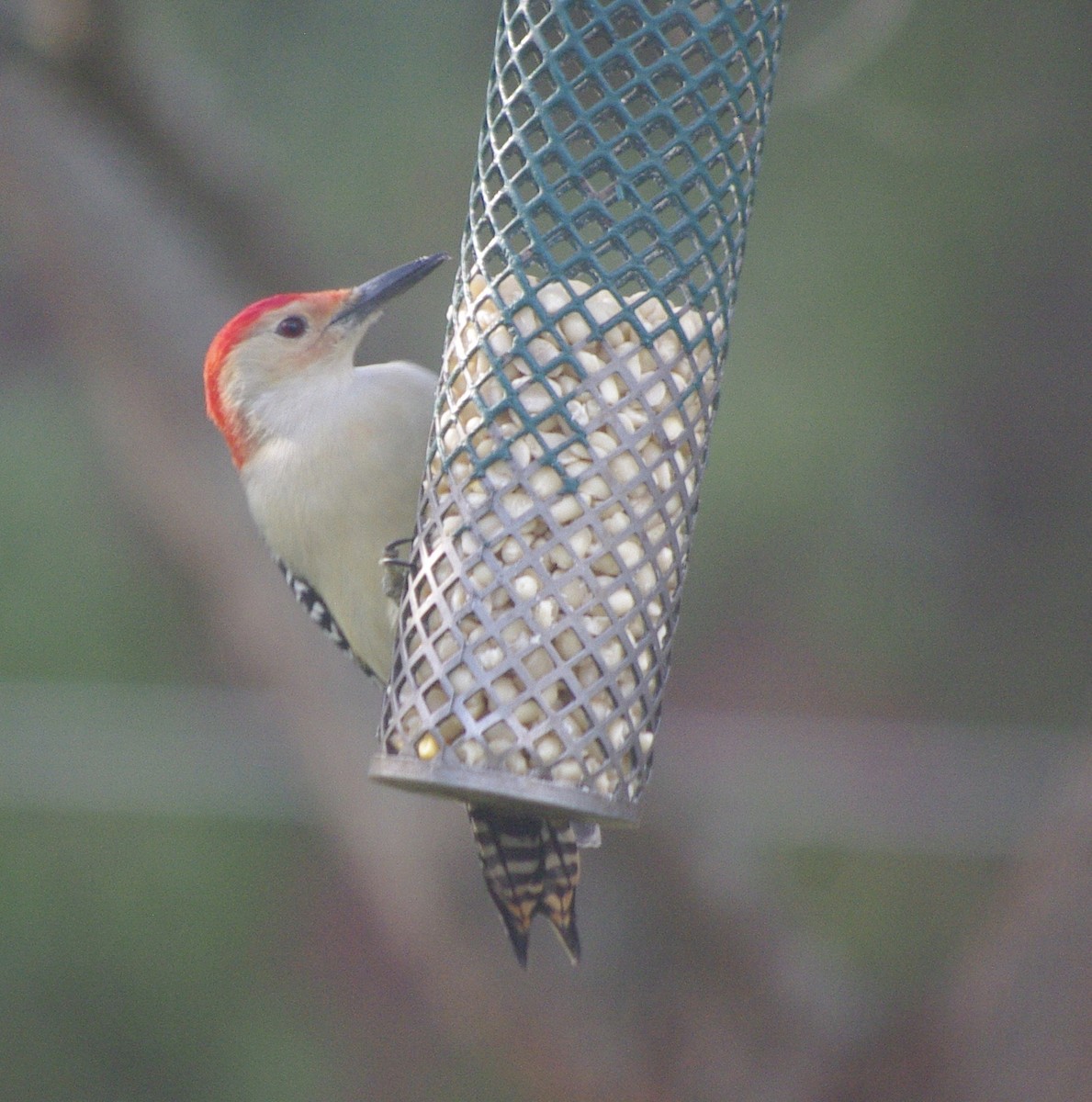 Red-bellied Woodpecker - ML644771787