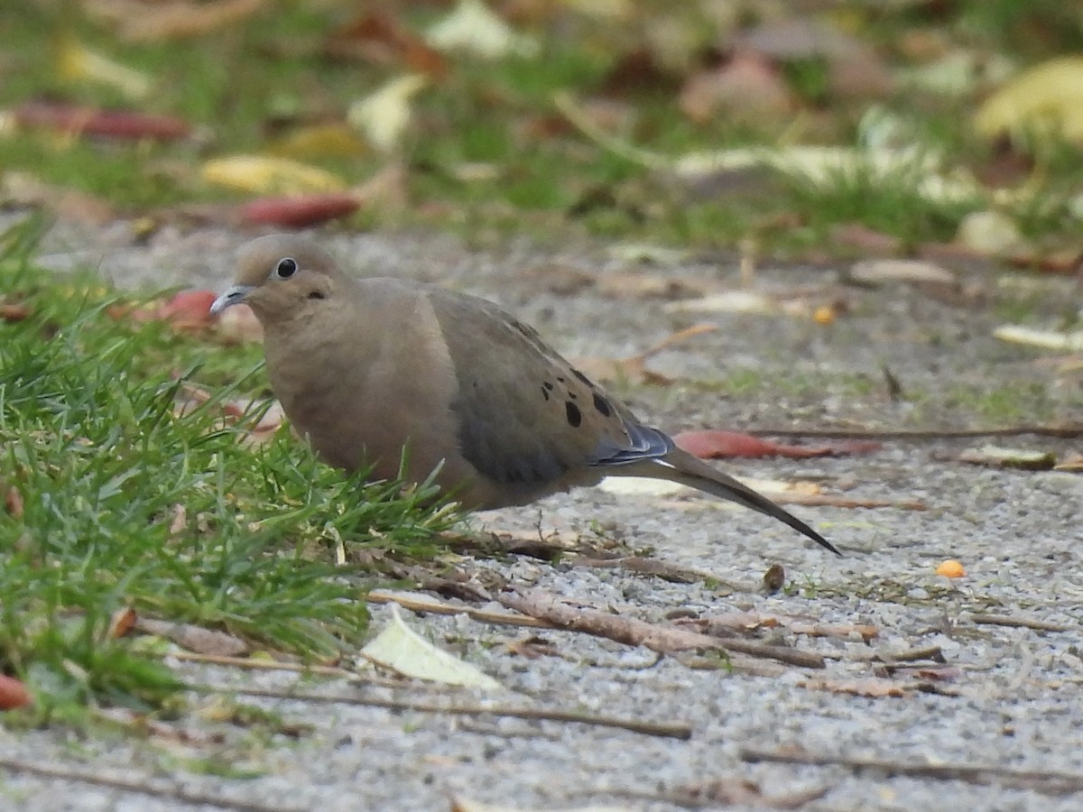 Zenaida Huilota - ML644771799