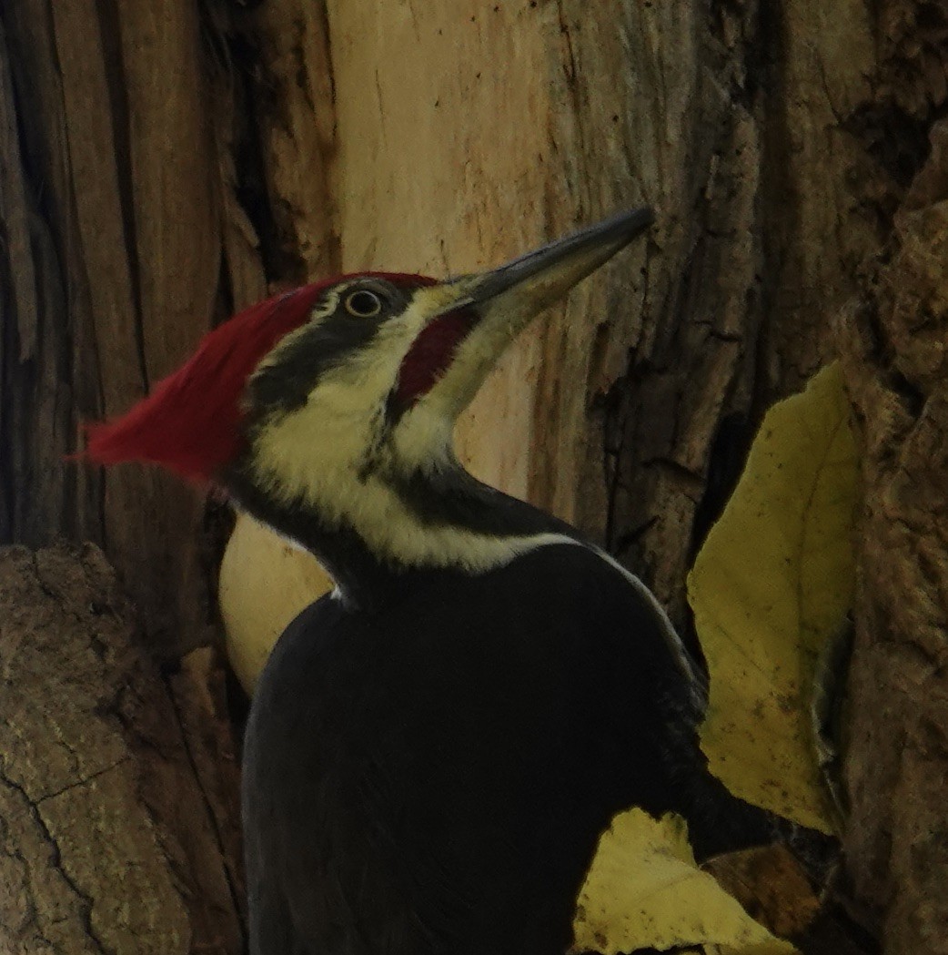 Жовна північна - ML644771803