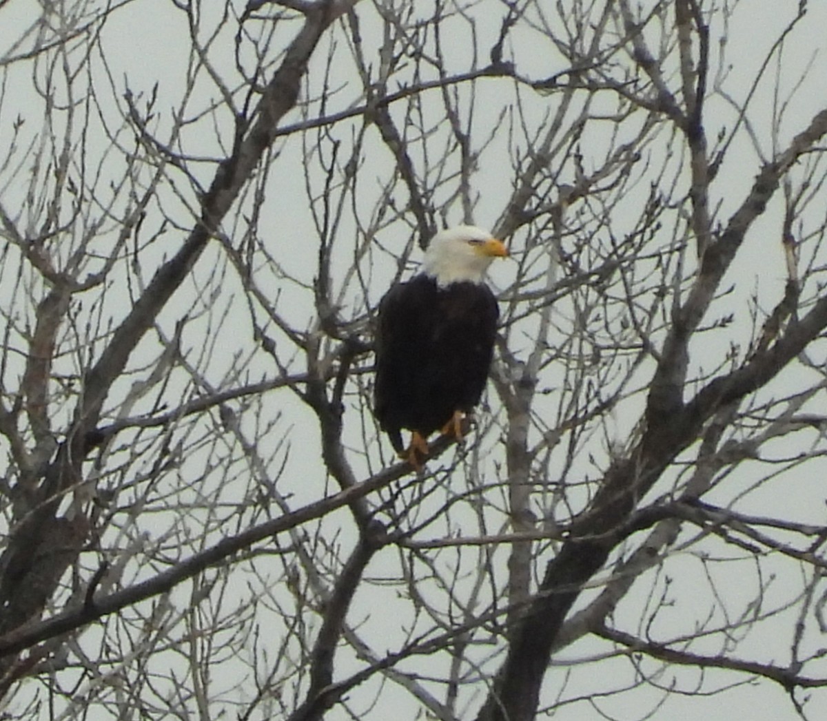 Itsas arrano buruzuria - ML644771810