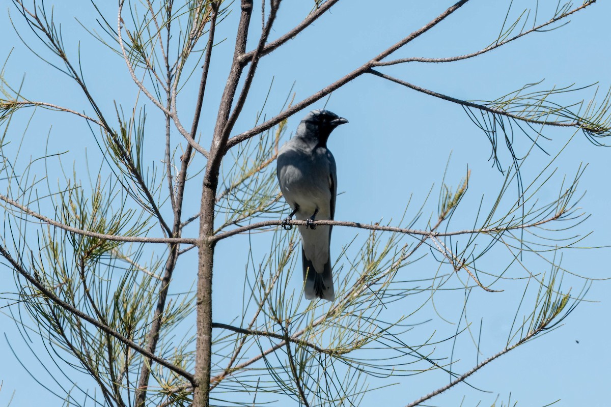 Black-faced Cuckooshrike - ML644771811