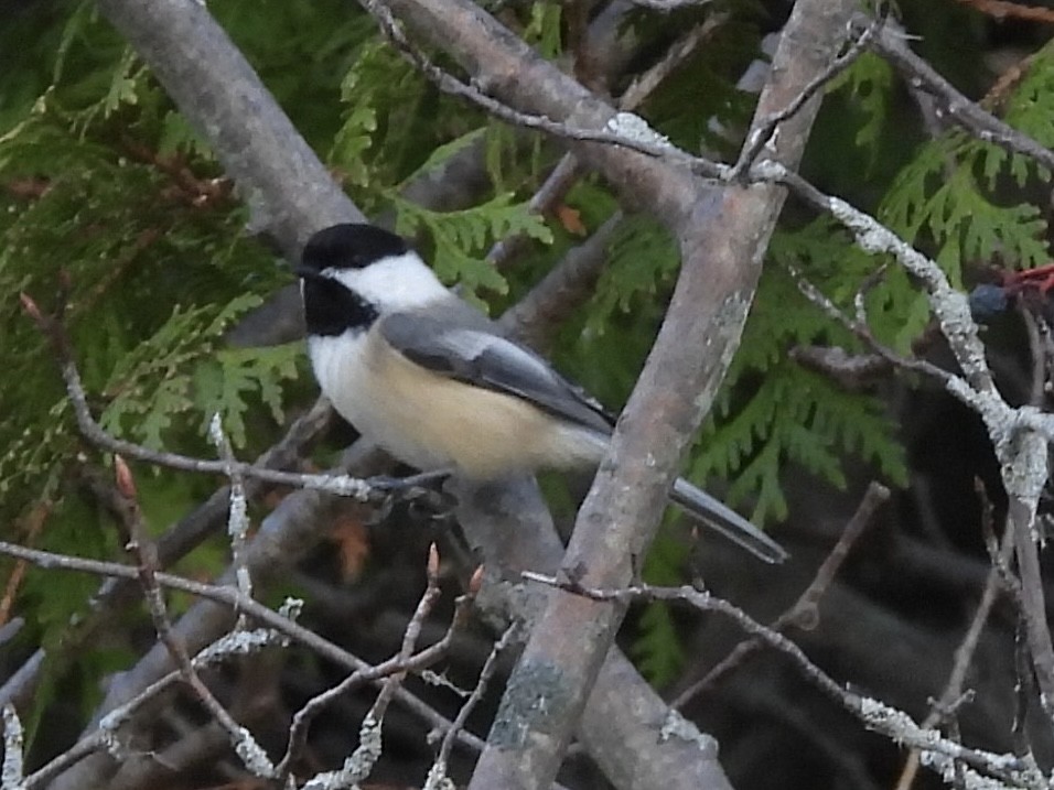 Black-capped Chickadee - ML644771813