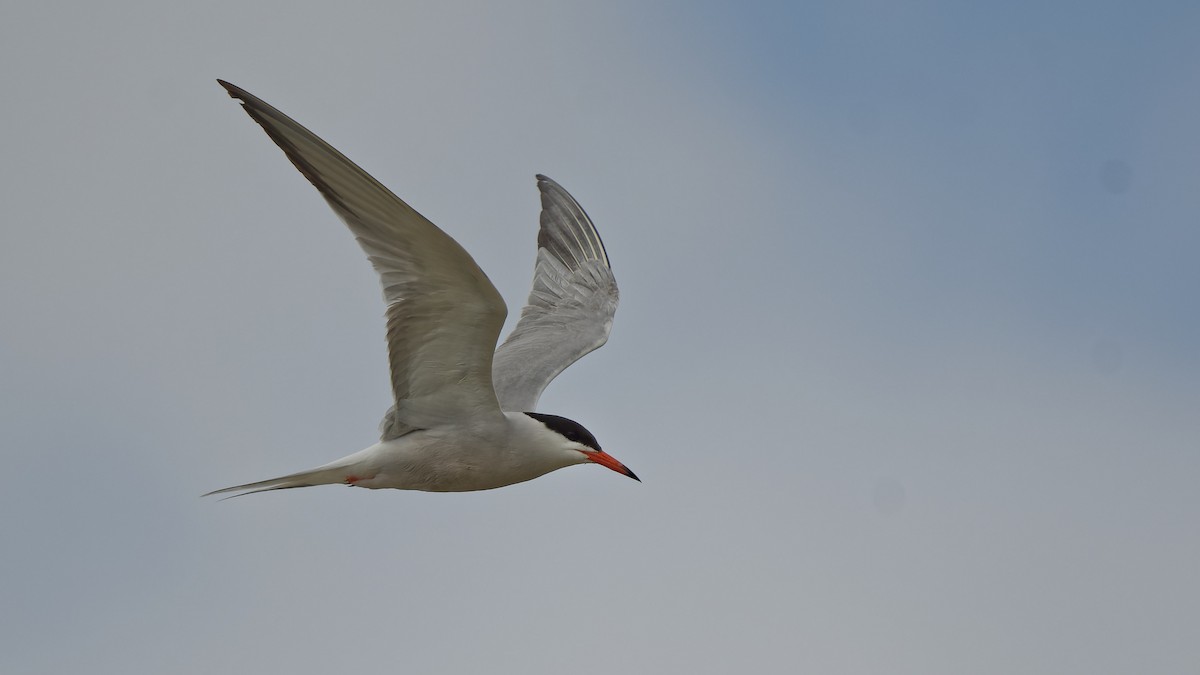 שחפית ים - ML644771814