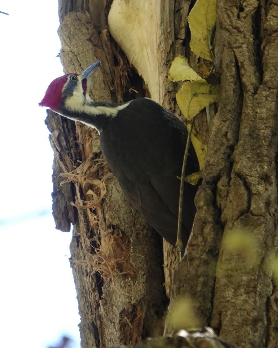 Жовна північна - ML644771815