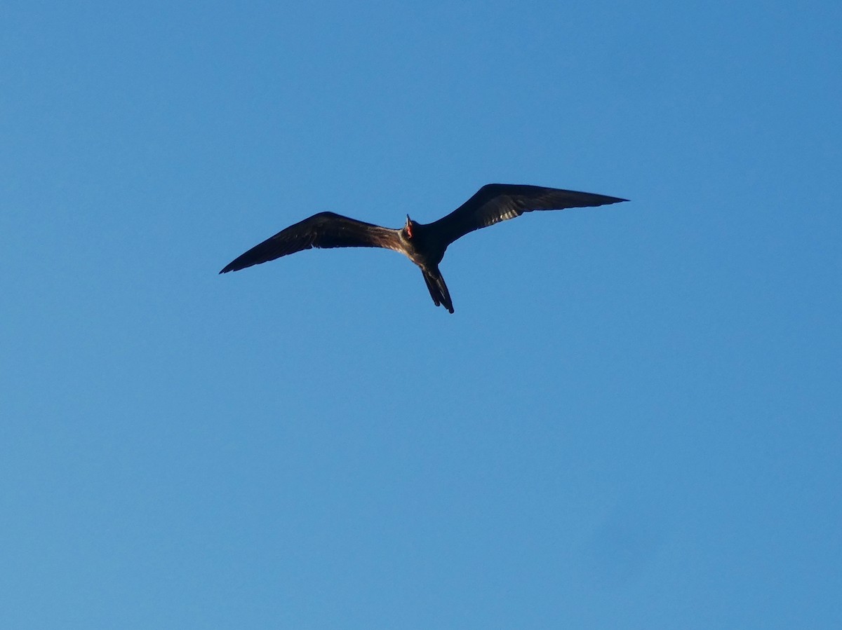Magnificent Frigatebird - ML644771819