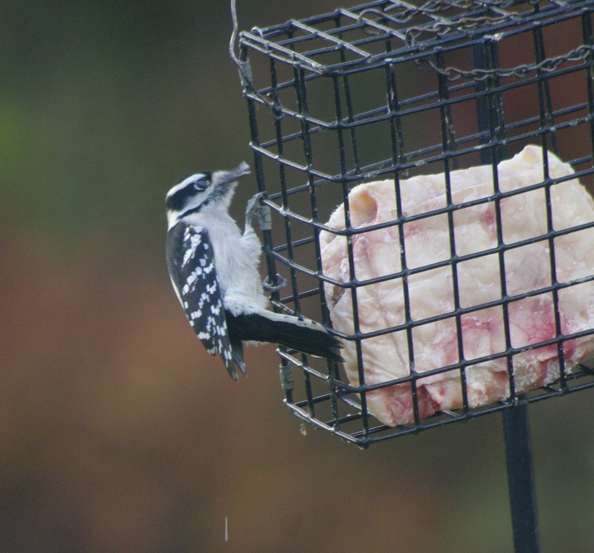 Downy Woodpecker (Eastern) - ML644771820
