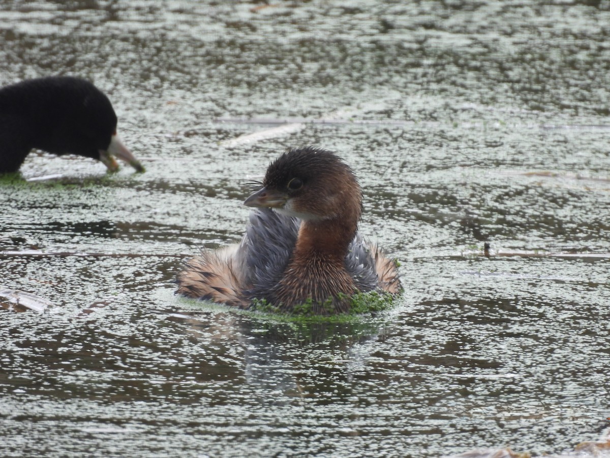 Pied-billed Grebe - ML644771823