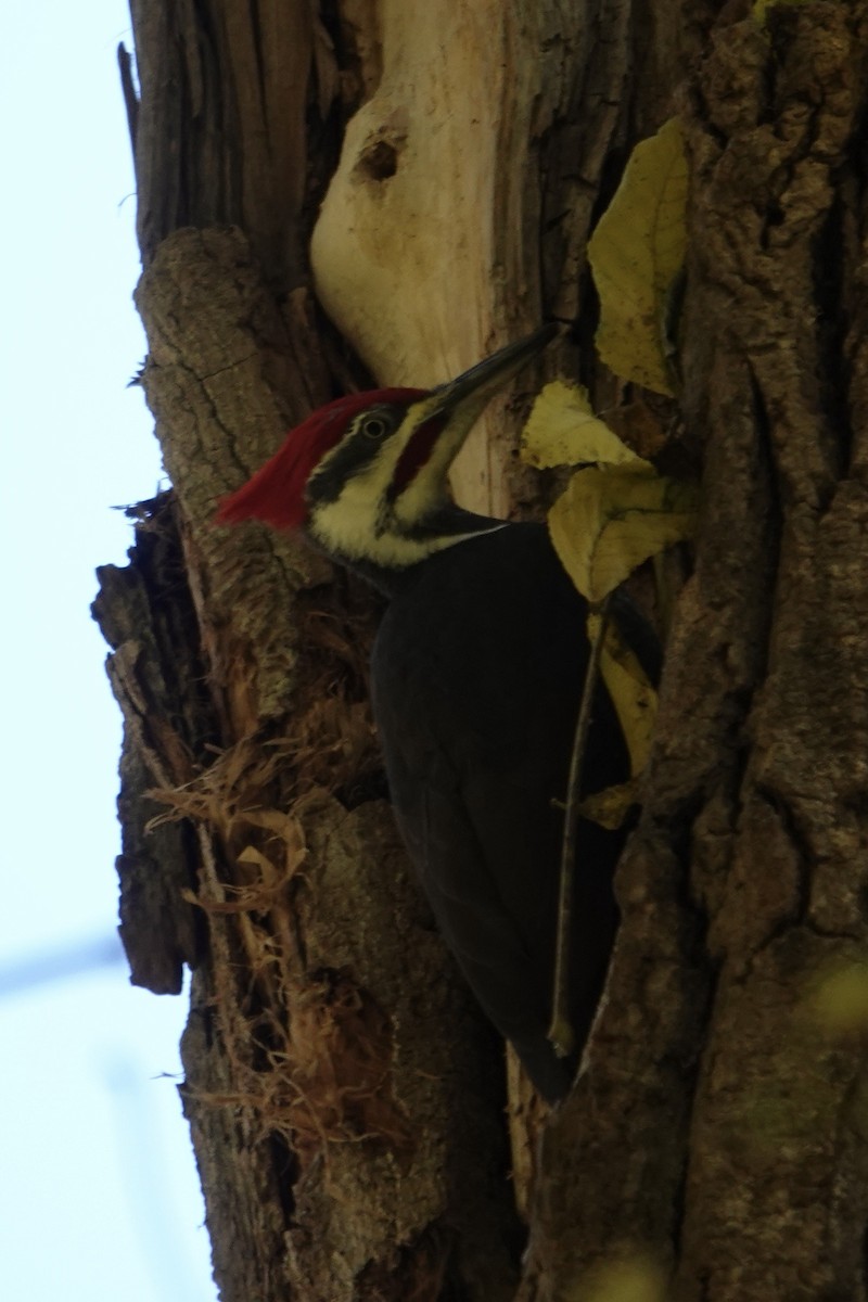 Жовна північна - ML644771837