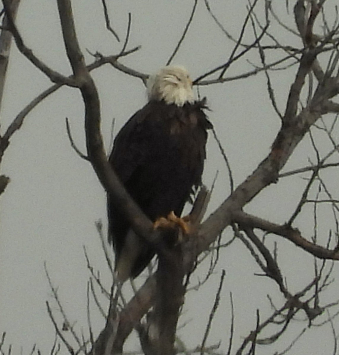 Itsas arrano buruzuria - ML644771838