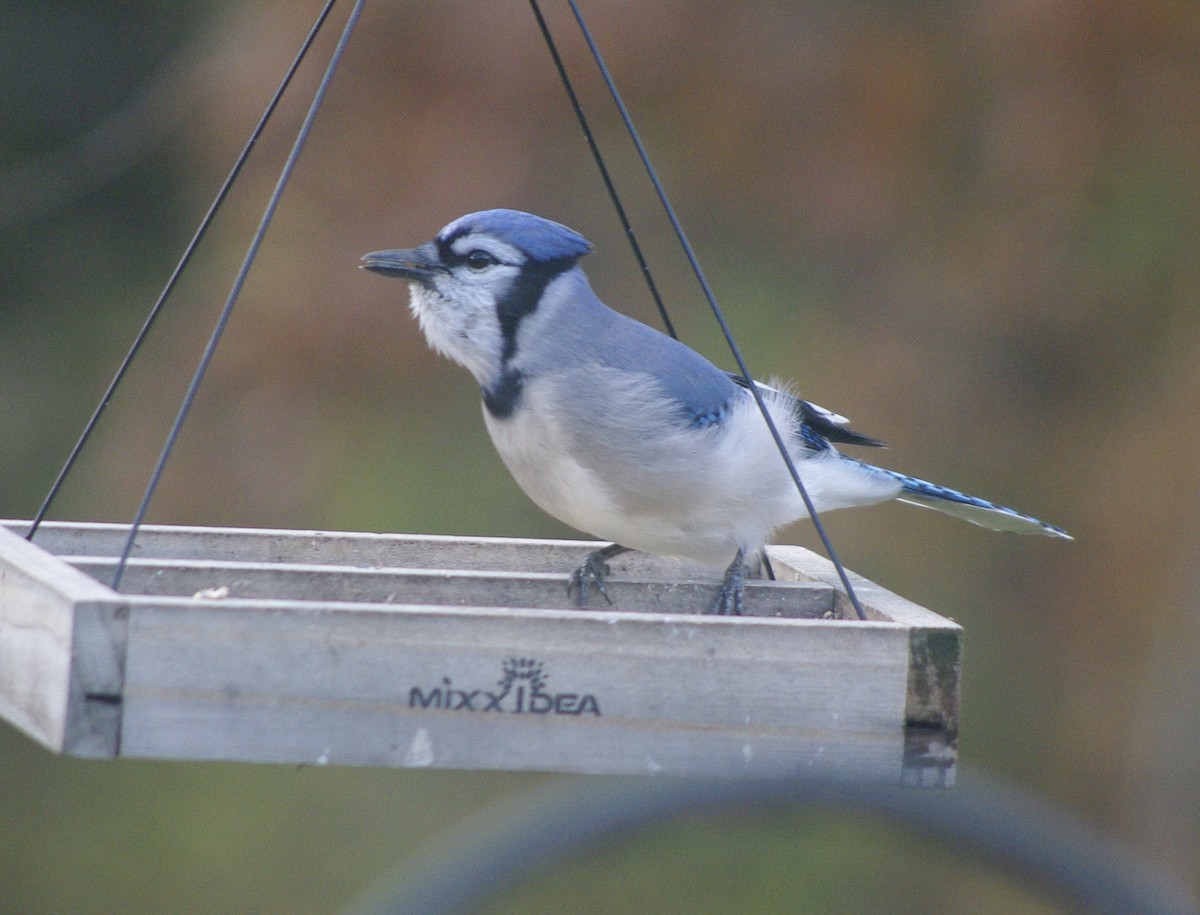 Blue Jay - ML644771840