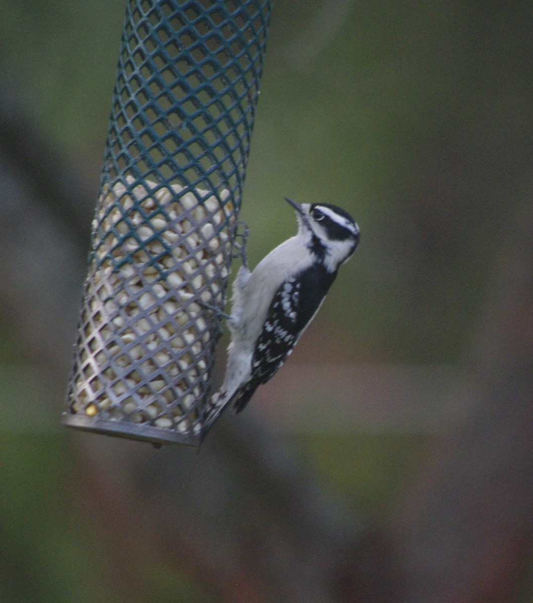 Downy Woodpecker (Eastern) - ML644771866