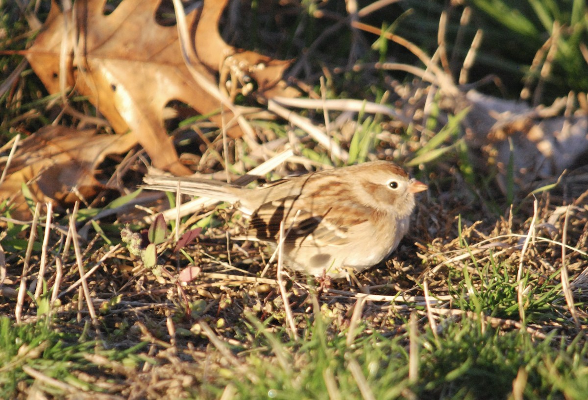 Field Sparrow - ML644771867