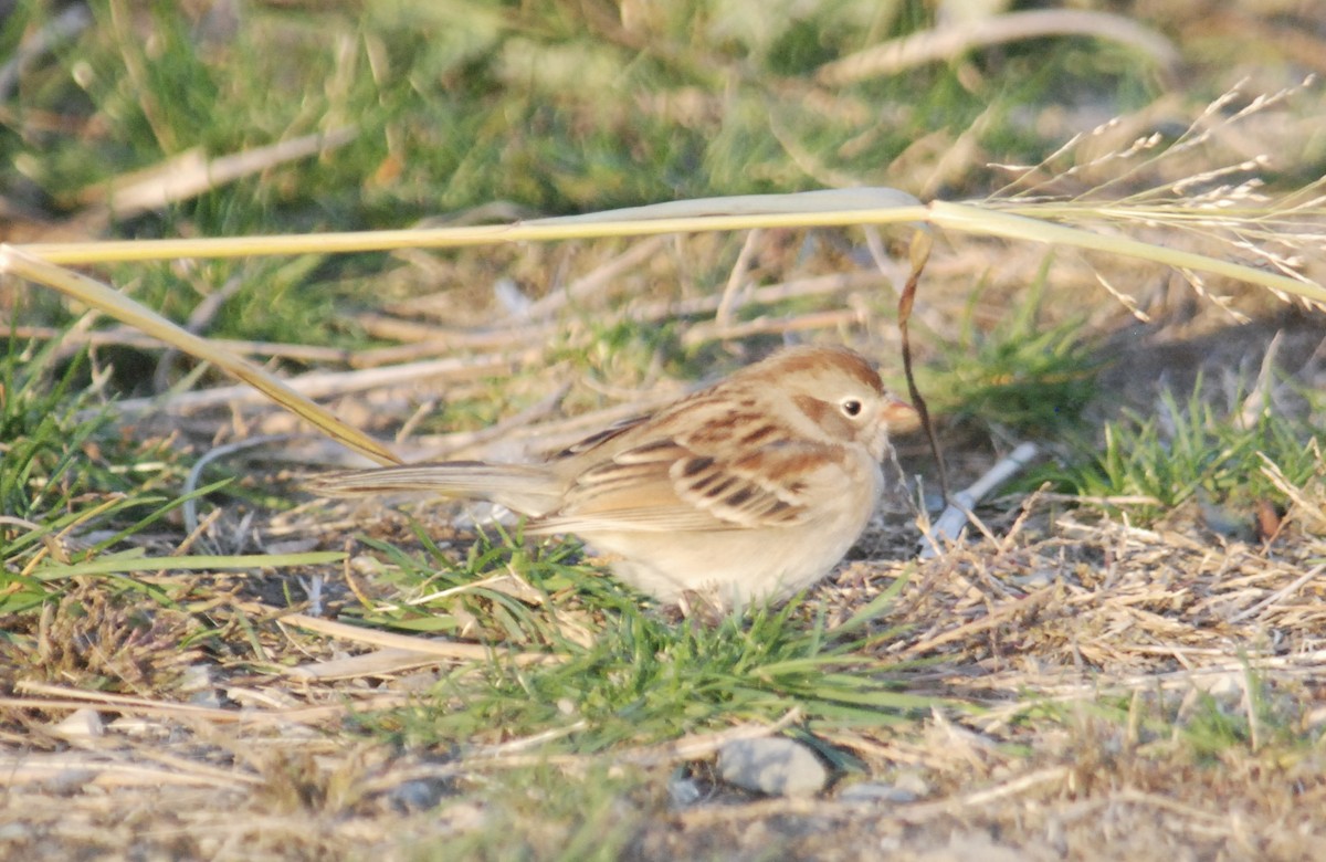 Field Sparrow - ML644771870
