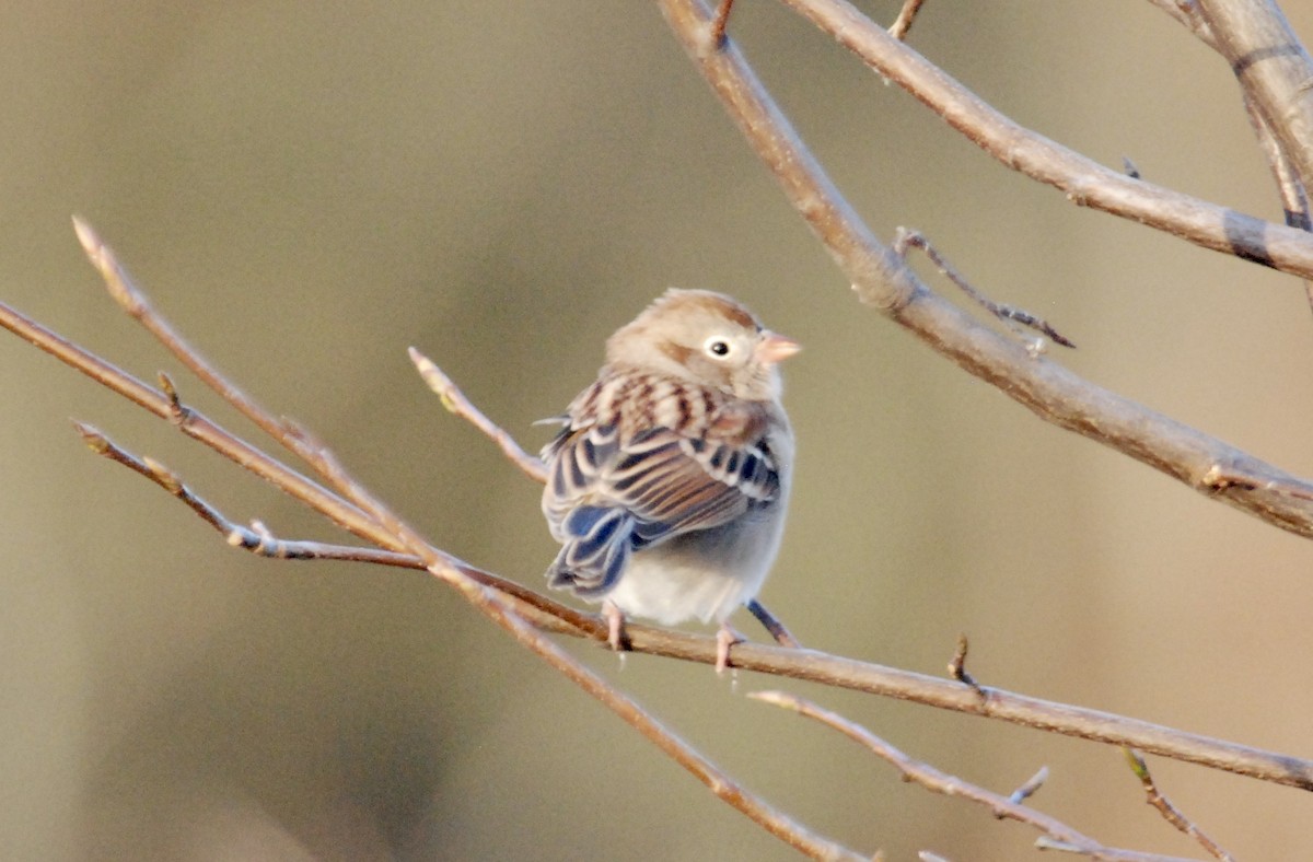 Field Sparrow - ML644771872
