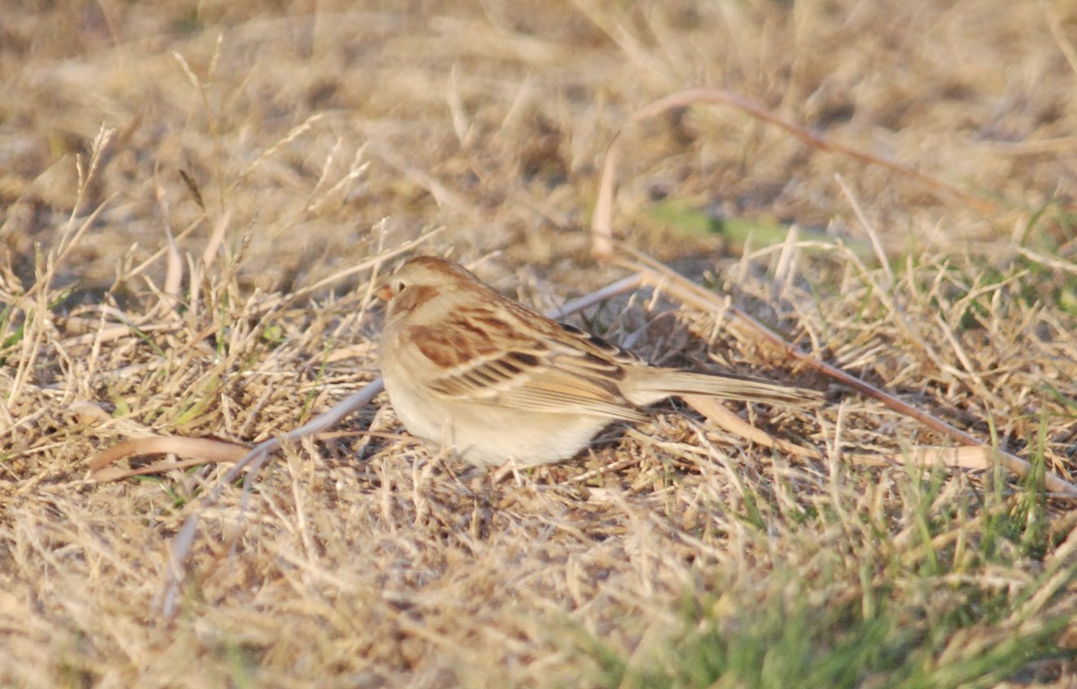 Field Sparrow - ML644771874
