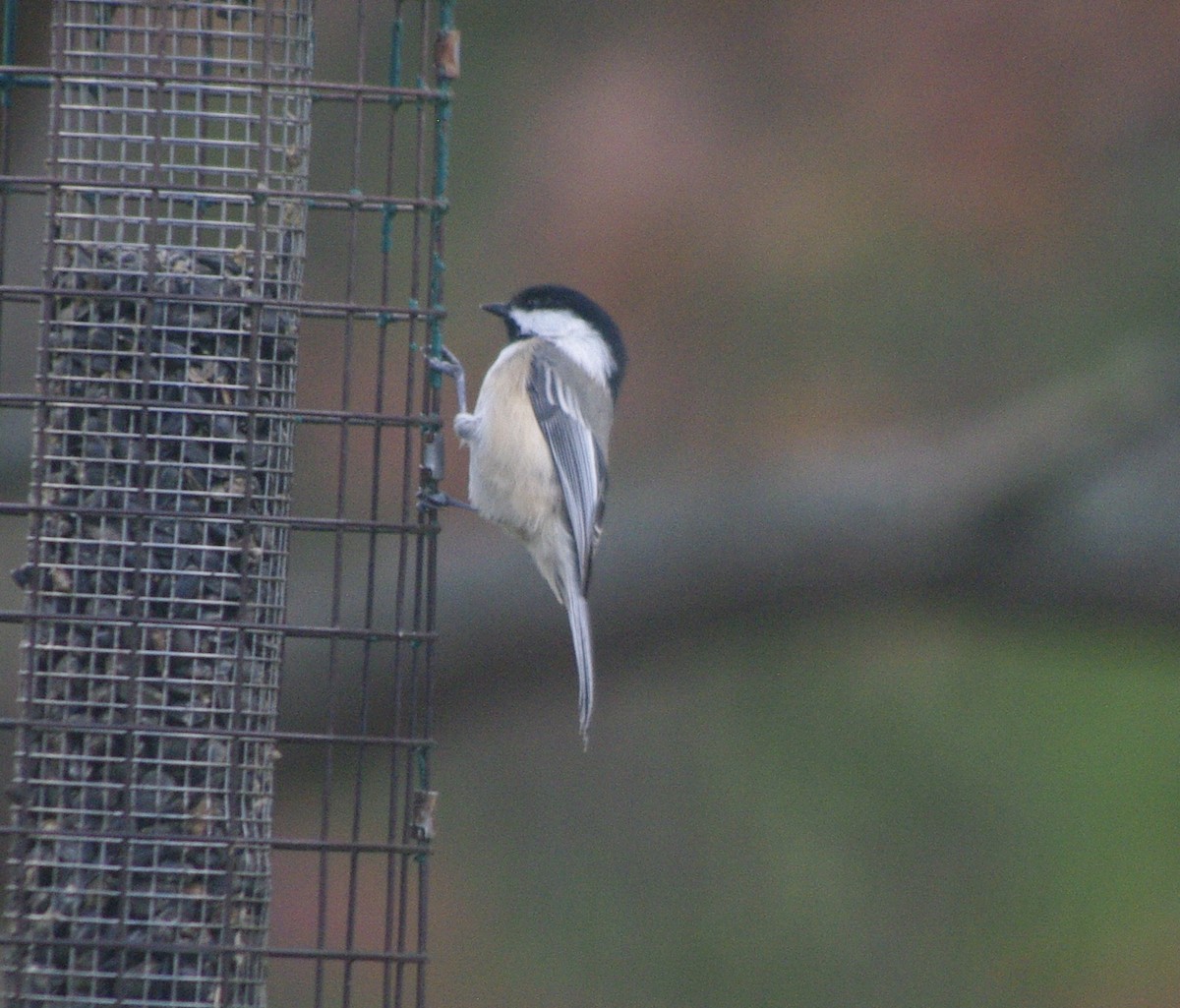 Black-capped Chickadee - ML644771891