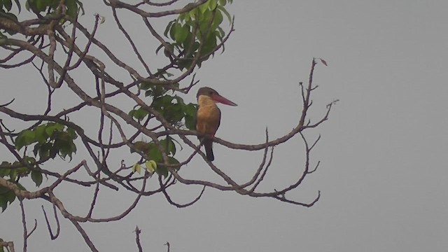 Stork-billed Kingfisher - ML644771895