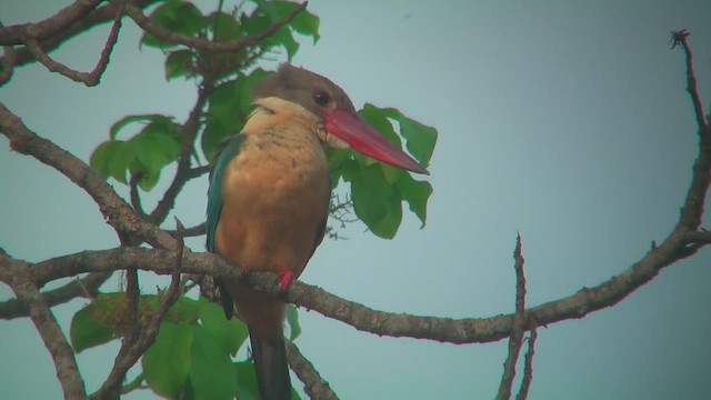 Stork-billed Kingfisher - ML644771897