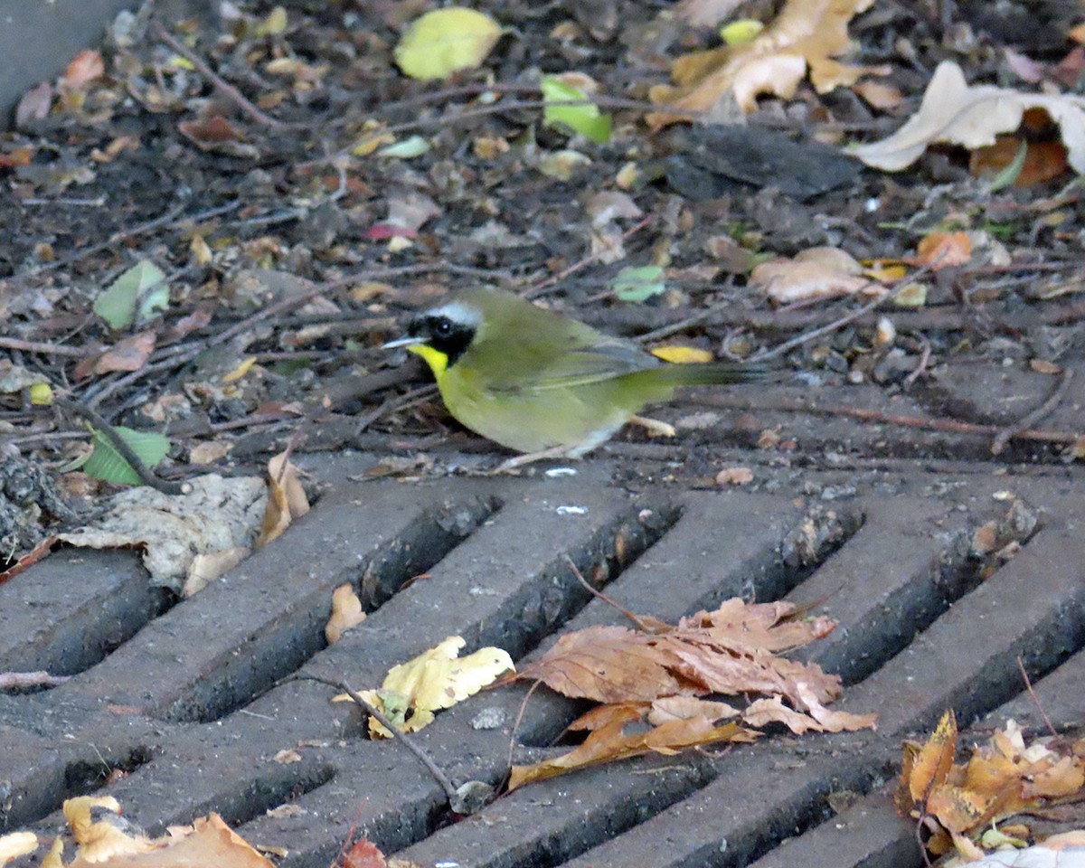 Common Yellowthroat - ML644771906