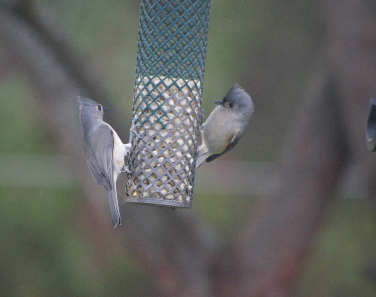 Tufted Titmouse - ML644771912