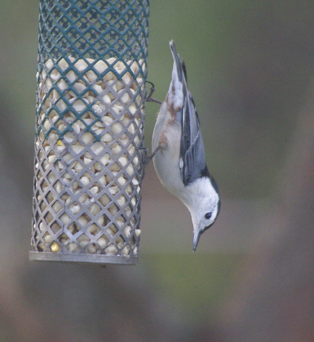 White-breasted Nuthatch (Eastern) - ML644771918