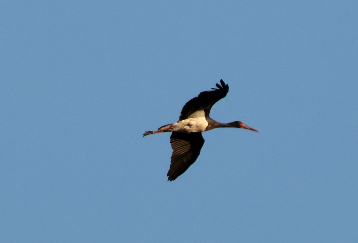 Black Stork - ML644771920