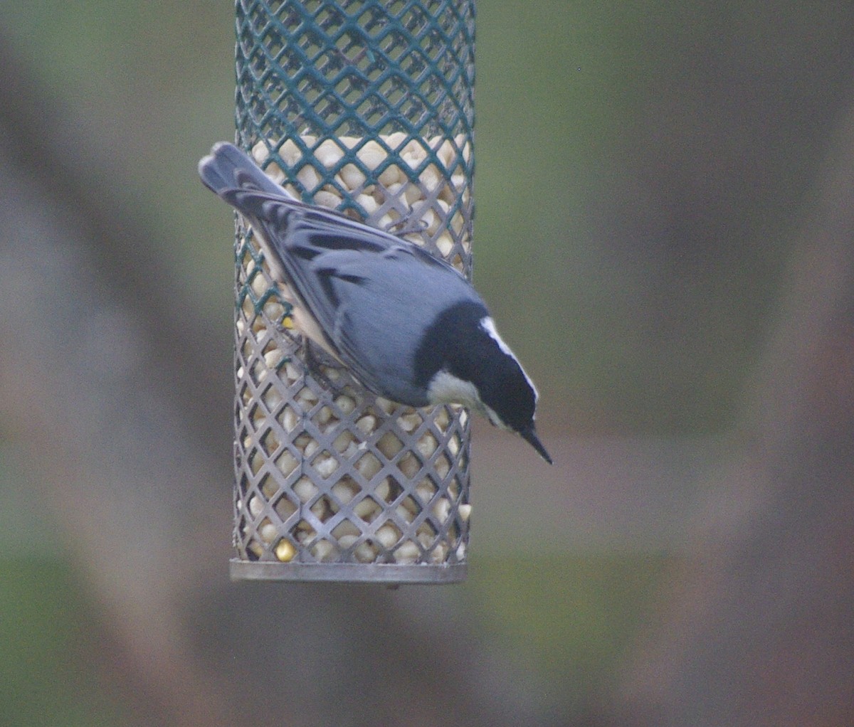 White-breasted Nuthatch (Eastern) - ML644771922